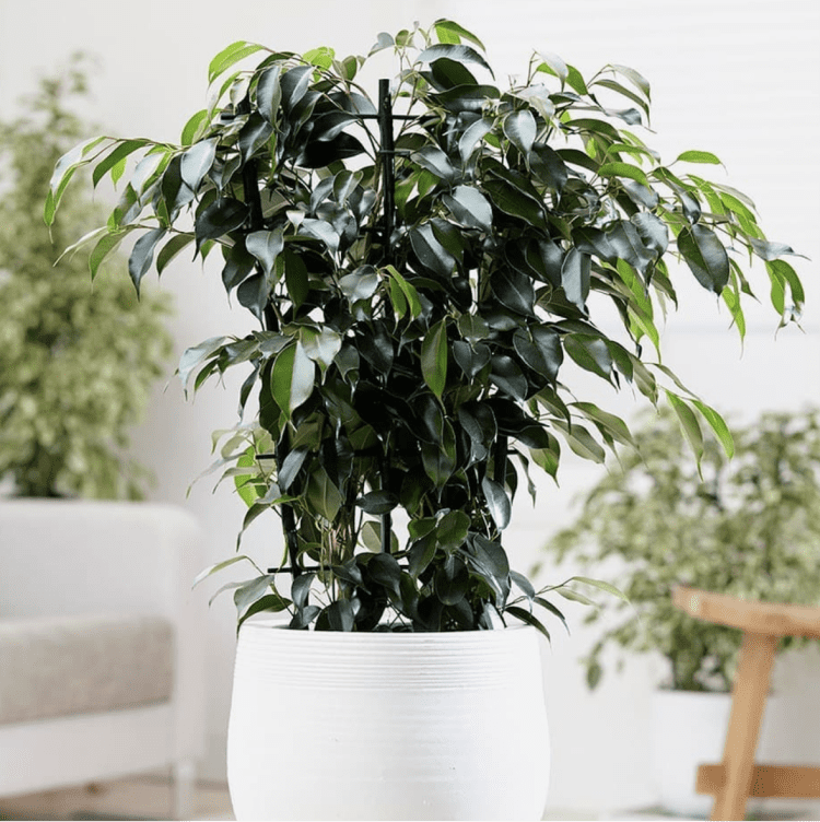 Ficus Benjamini verliert Blätter so rettest du ihn!