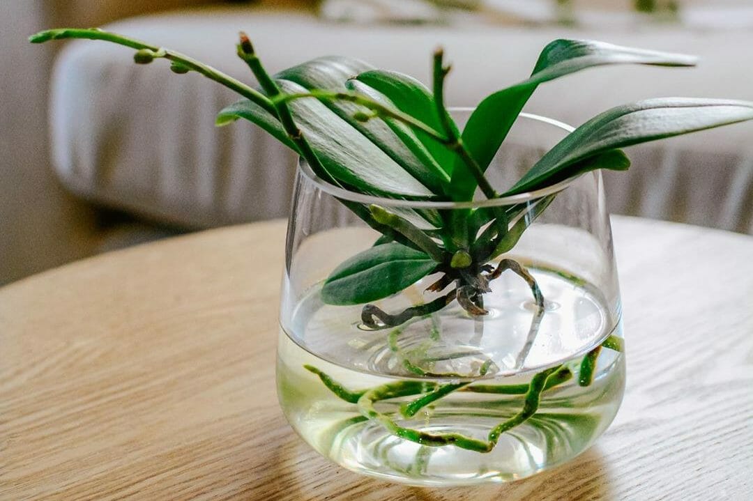 Orchideen Im Glas Ohne Erde Halten So Geht S