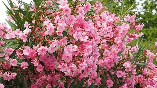 Oleander schneiden