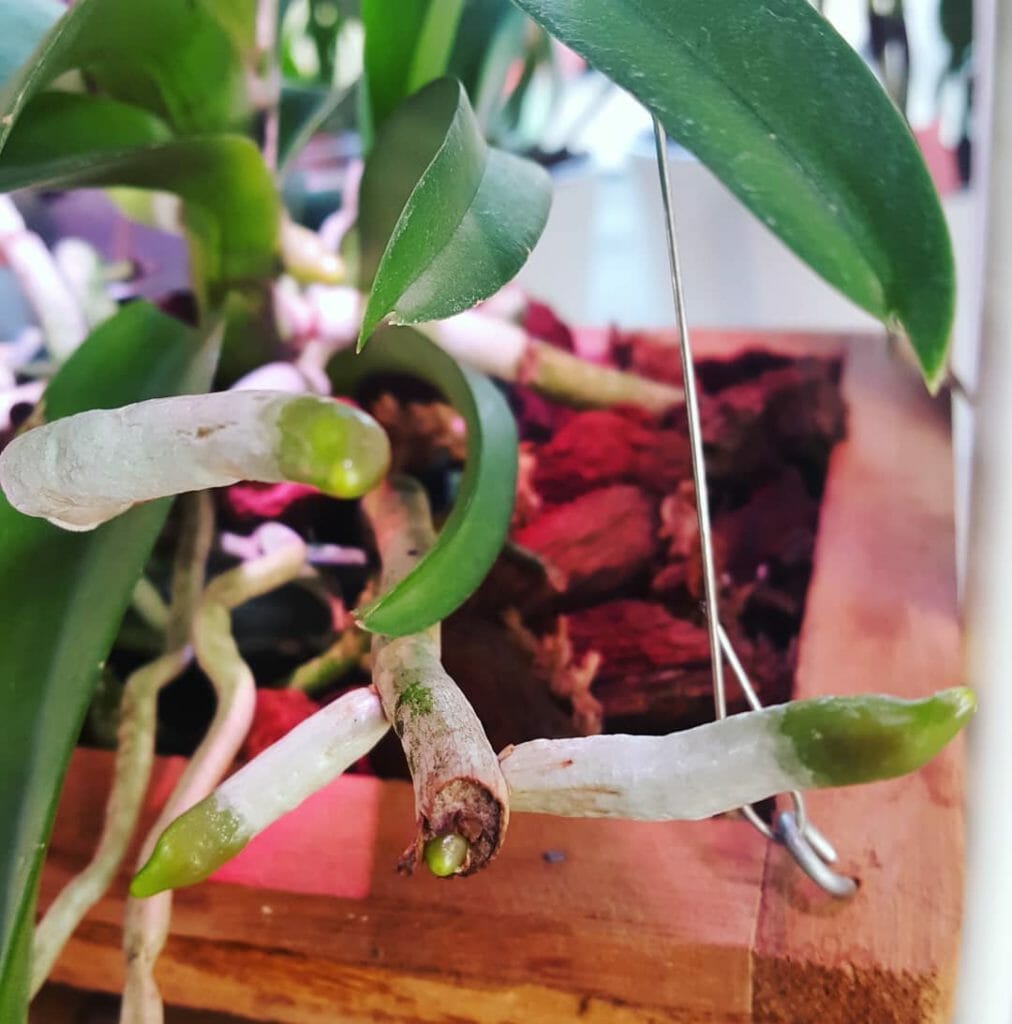 orchidee luftwurzeln wachsen