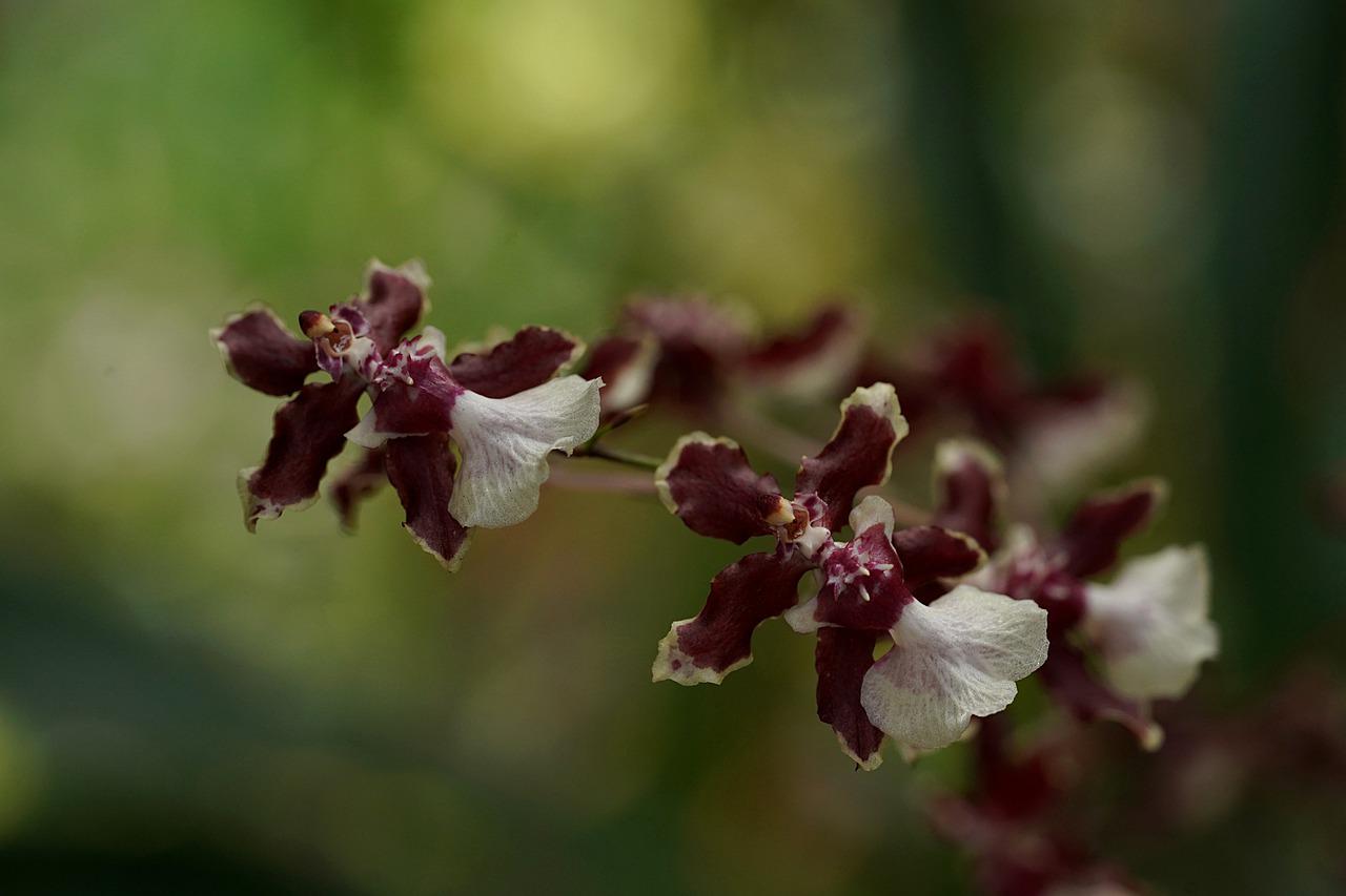 Orchidee kleine Blüten