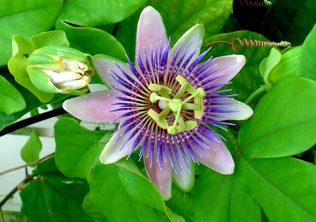 Passionsblume mit junger Blüte