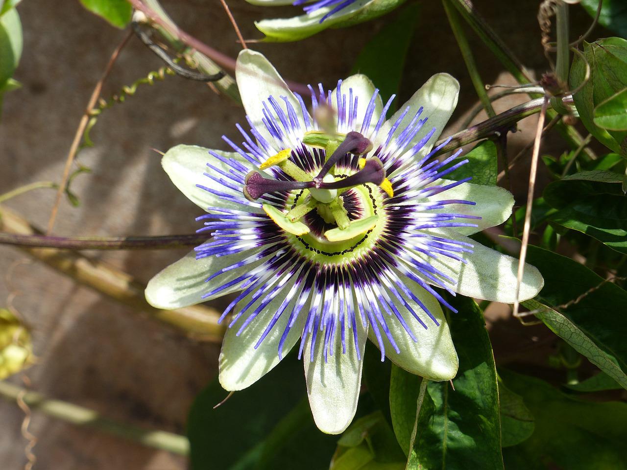 Passionsblumenkraut Wirkung