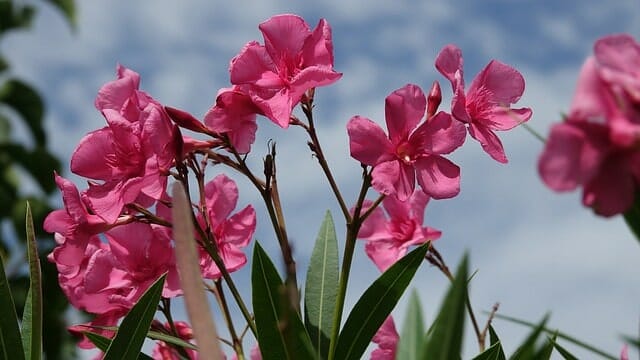 Oleander Blüten und Triebe