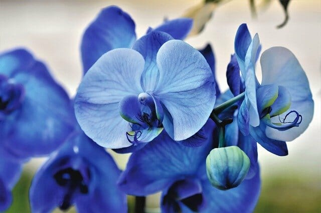 Orchideen in blauer Farbe