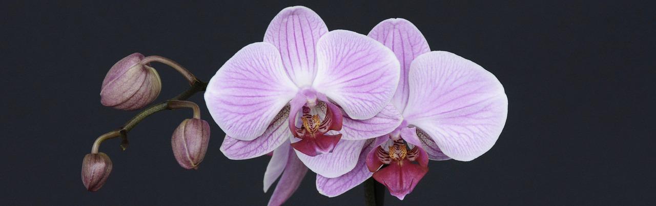 orchidee knospe