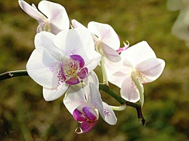 blühende Orchidee weiß,lila
