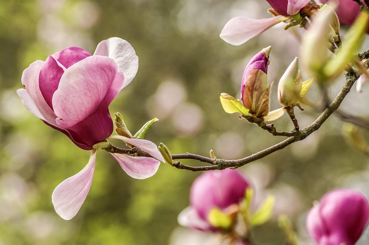 magnolie standort