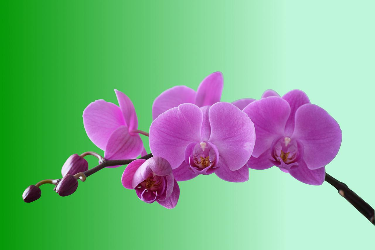 Orchideen giftig für Katzen