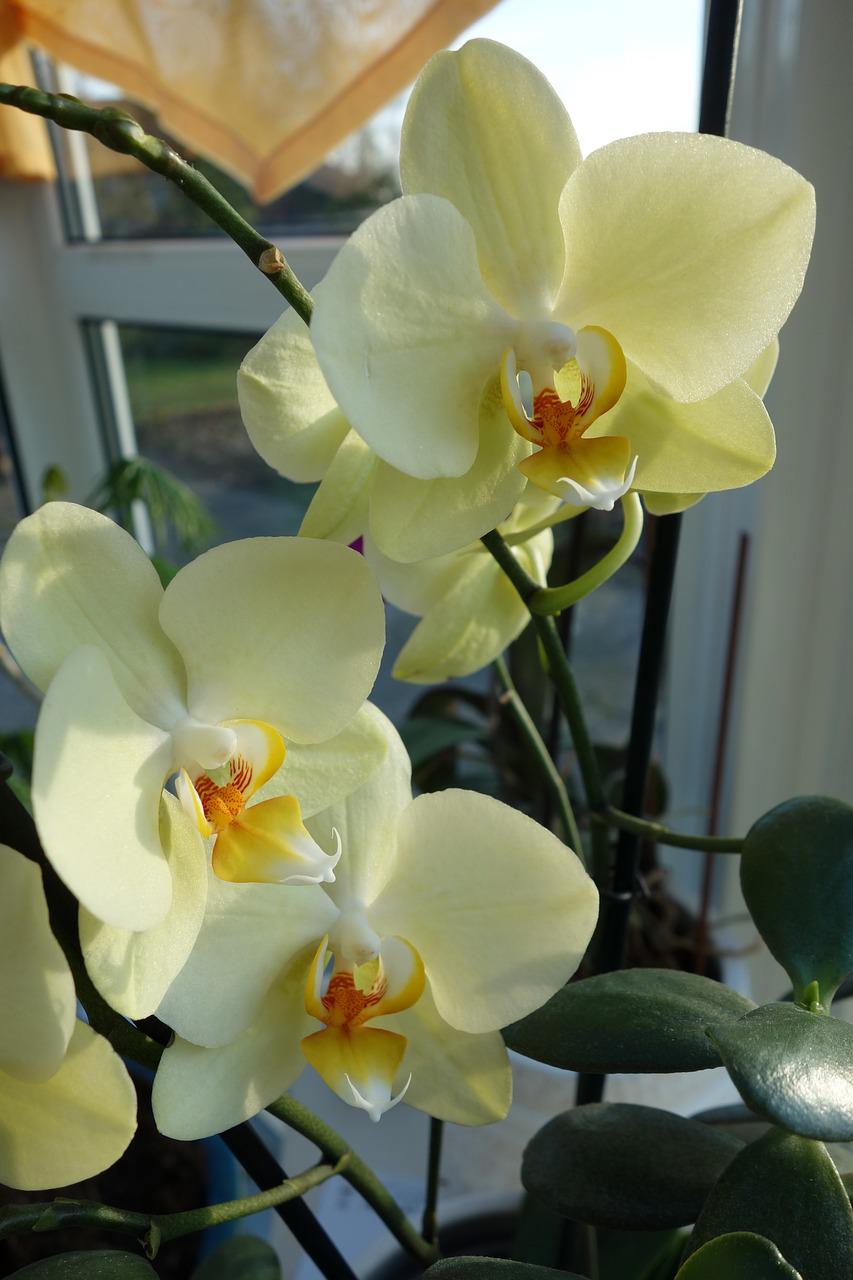 orchideen blattpflege