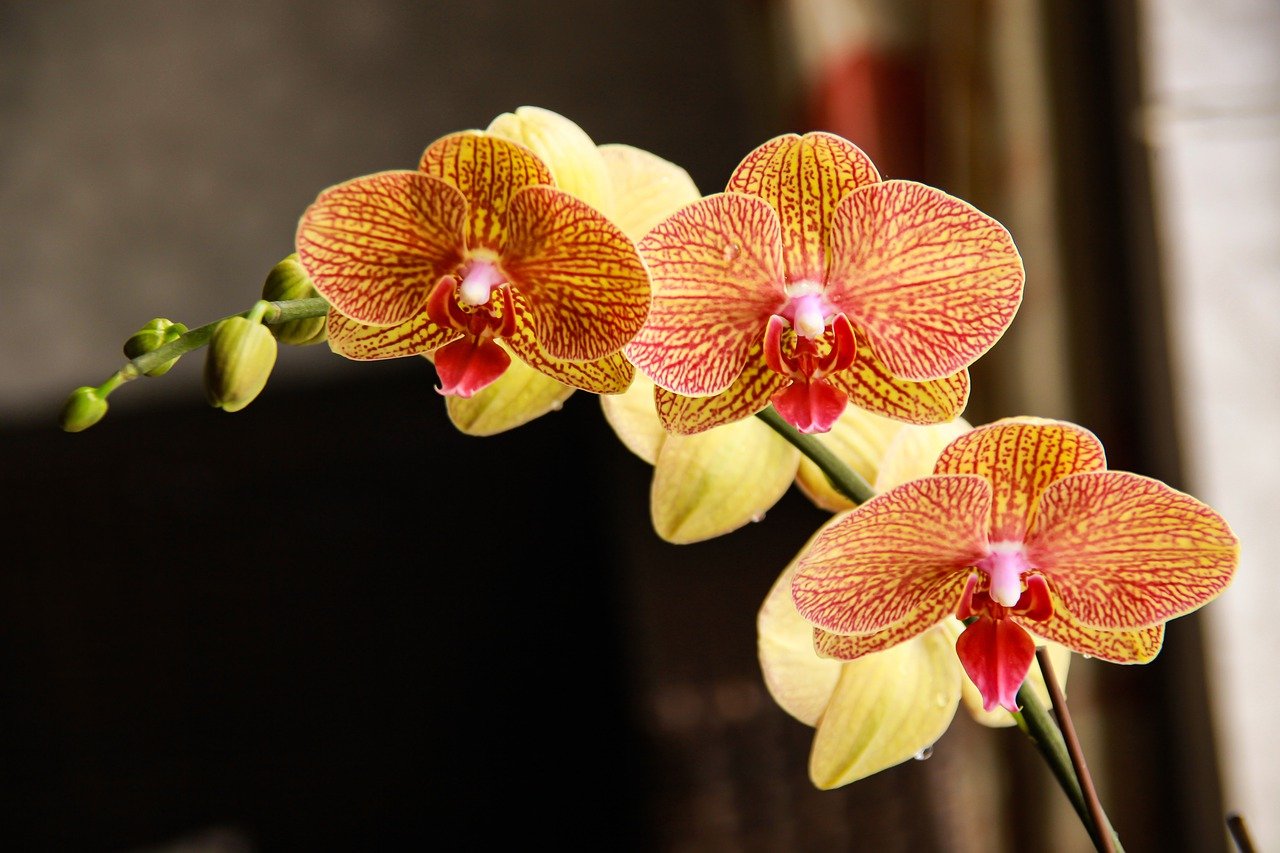 orchideen fensterbank