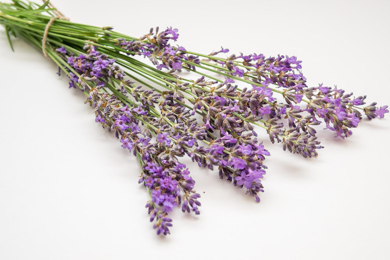 Lavendel ernten