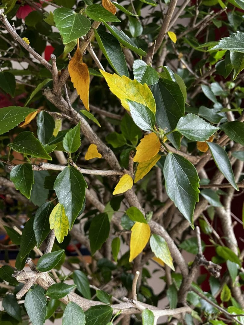 hibiskus-gelbe-Blaetter