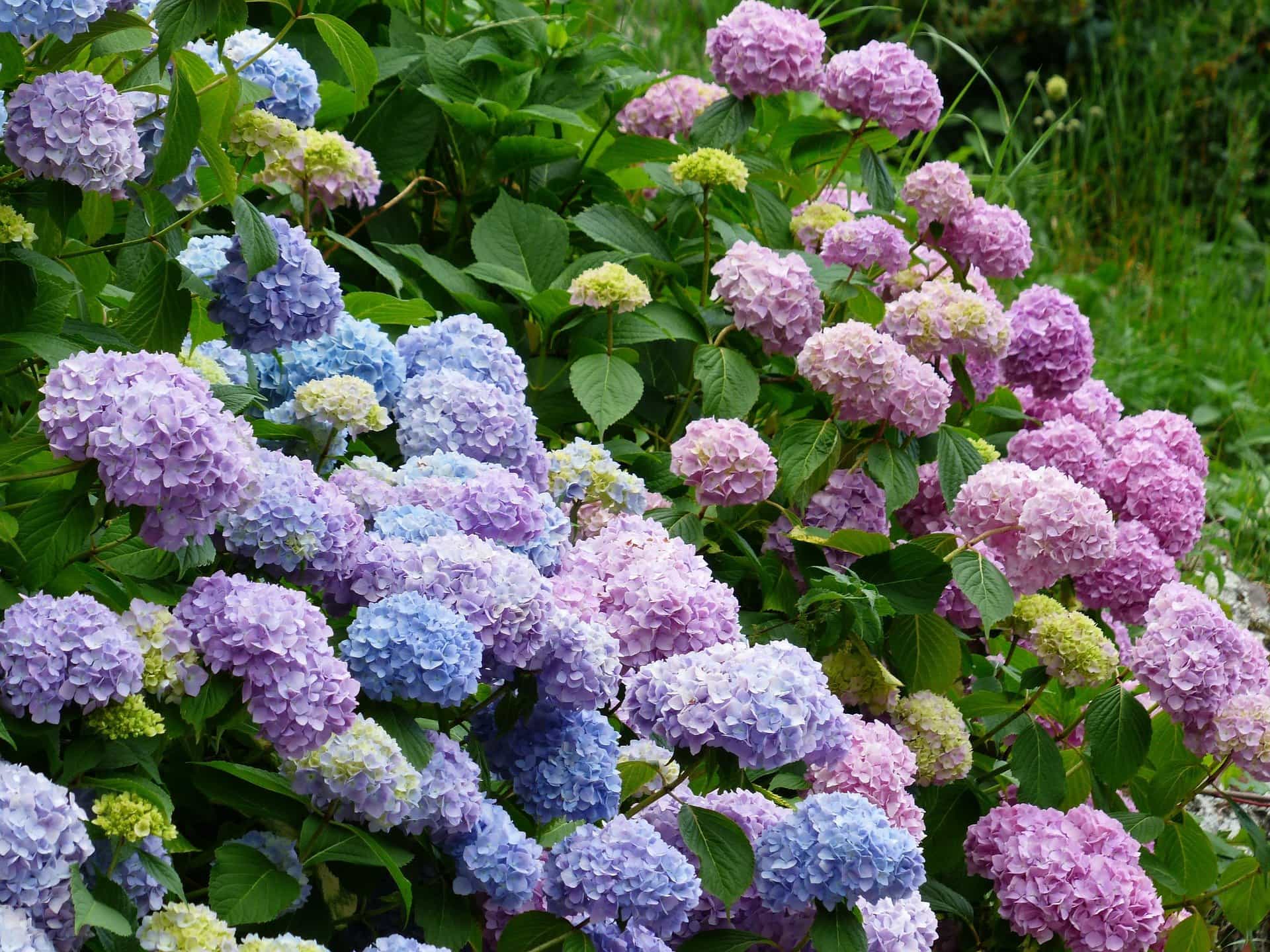 hortensie gelbe blaetter