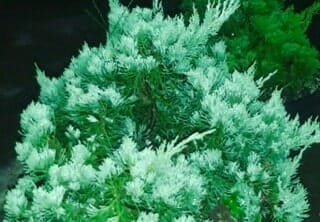 Juniperus chinensis