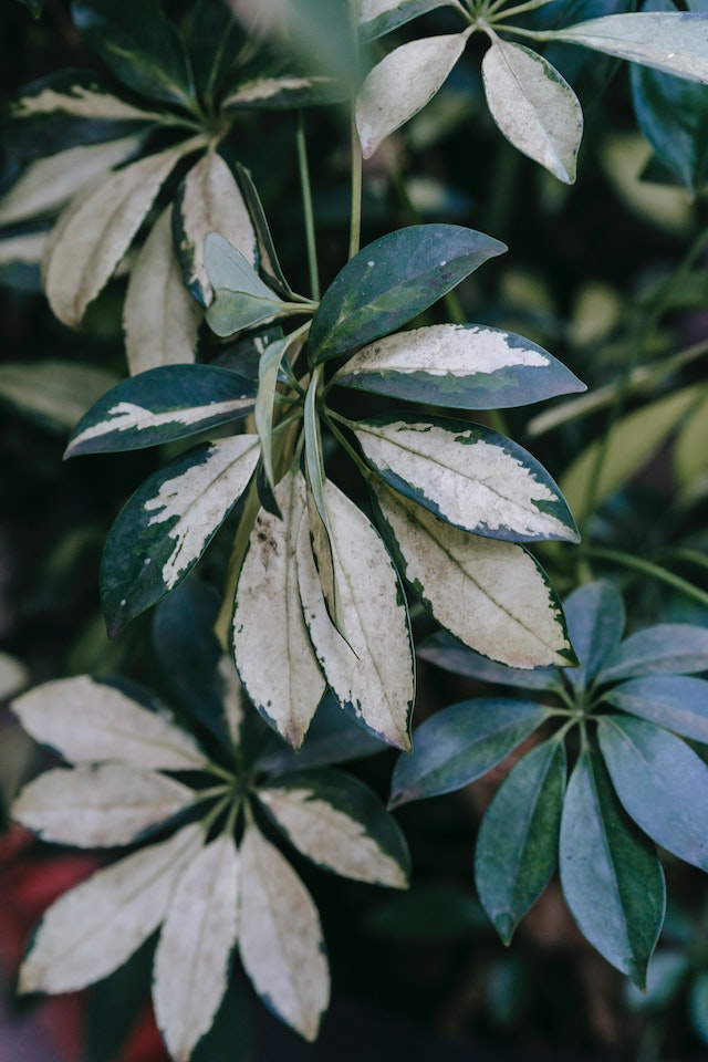 Schefflera Erde