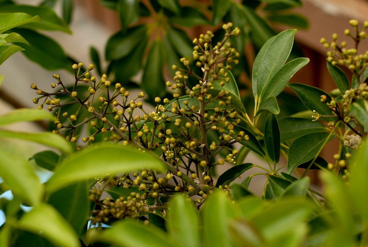 Schefflera Standort