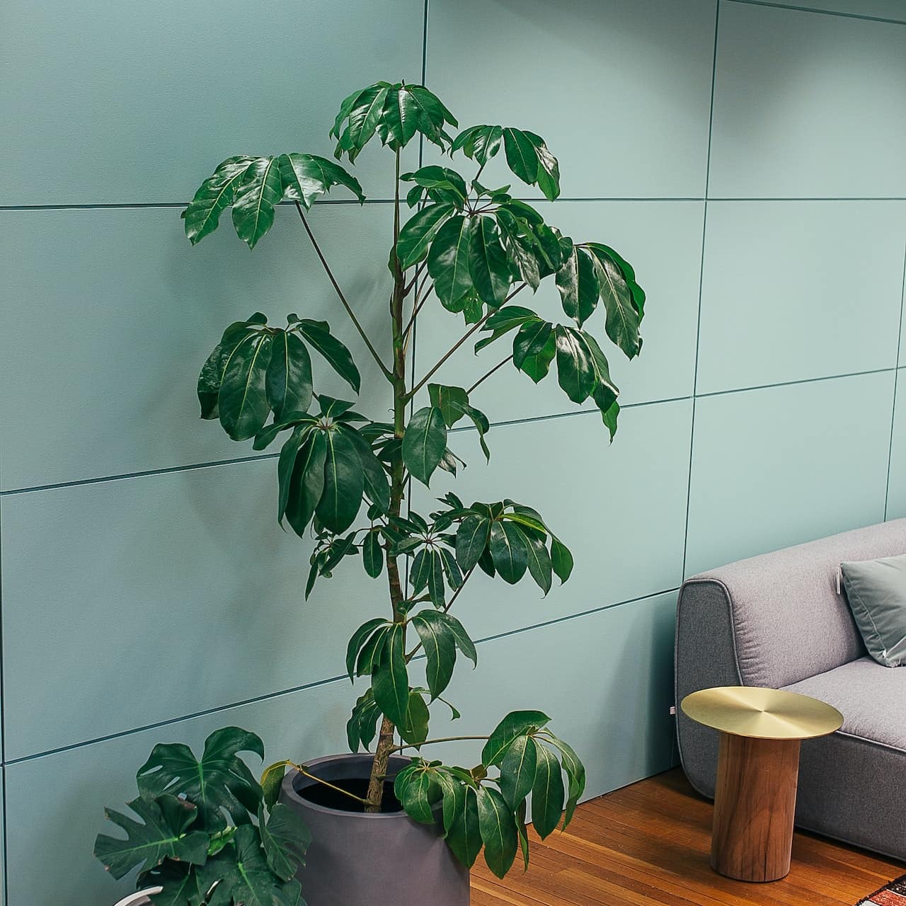 Schefflera düngen