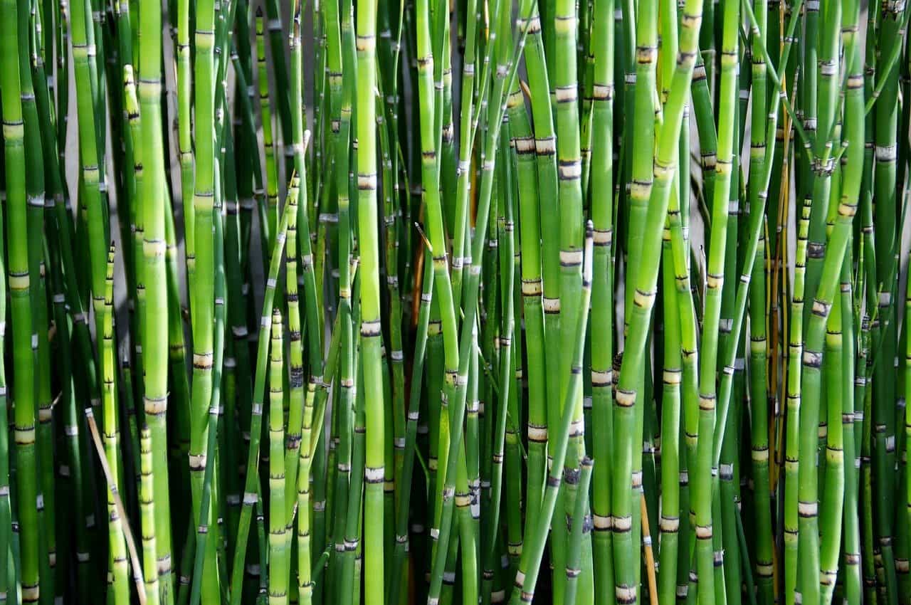 bambus eigenschaften