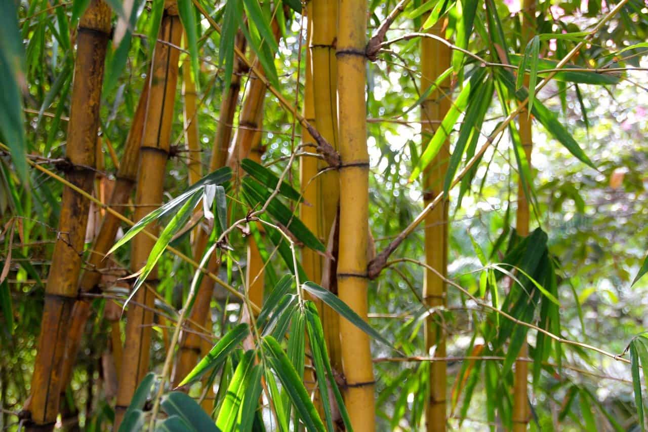 bambus pflege