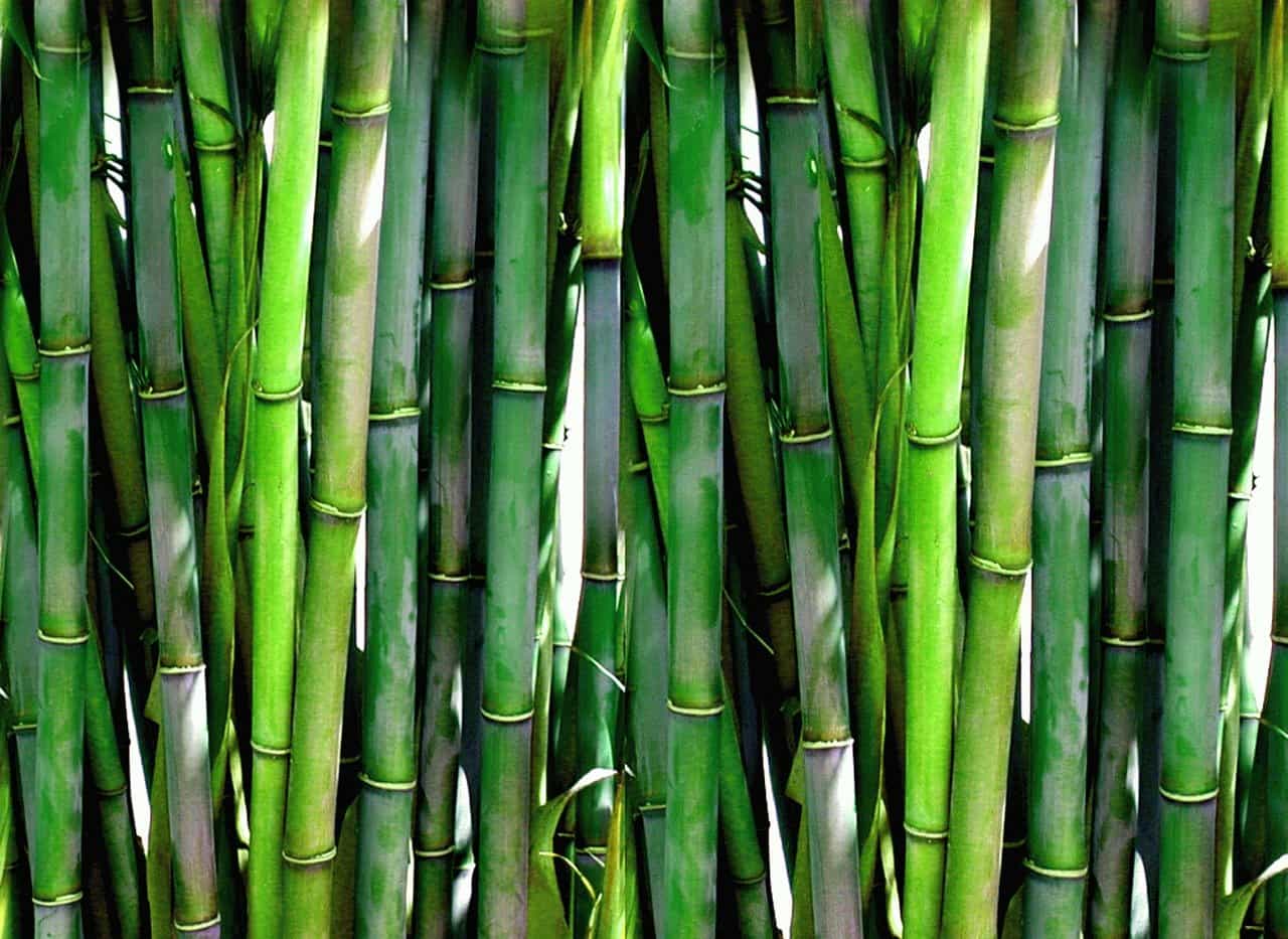 bambus schneiden