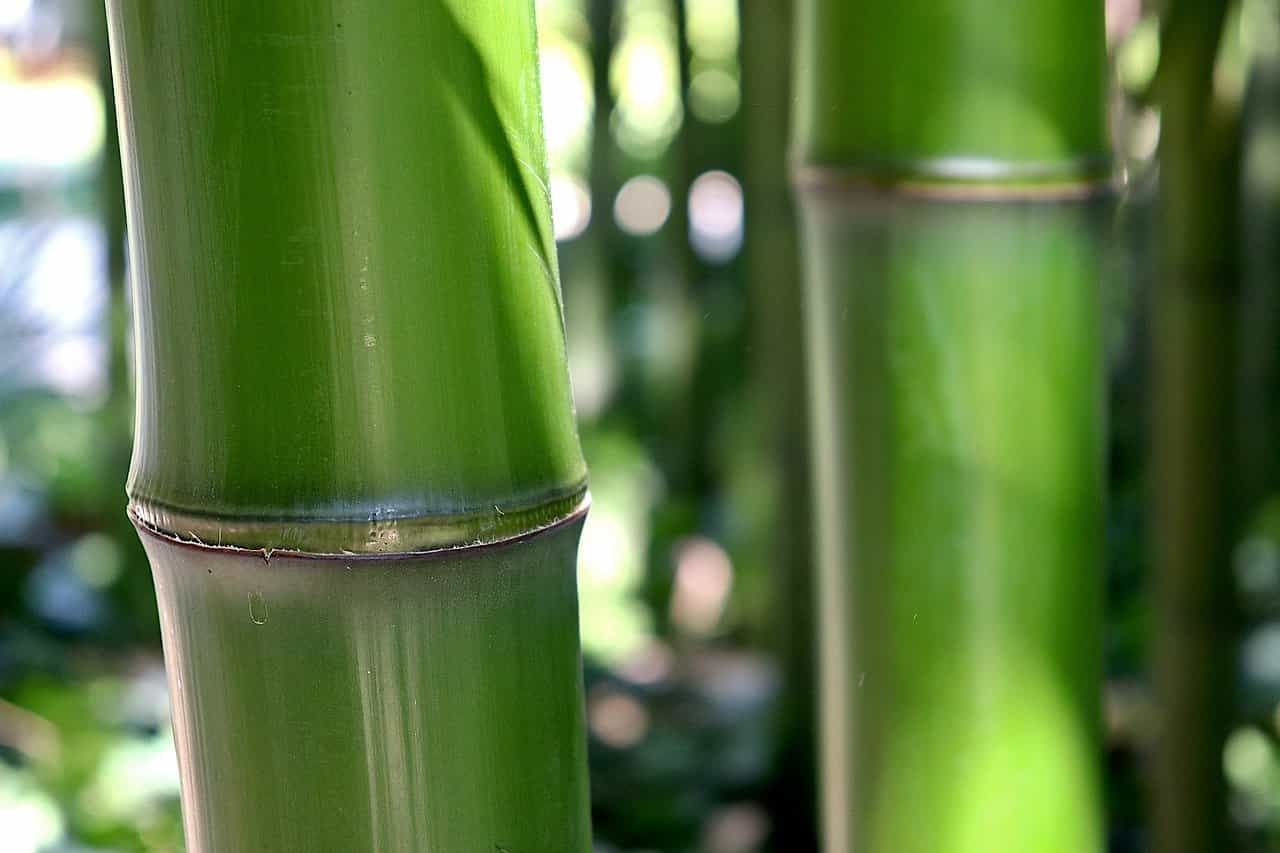 bambusarten