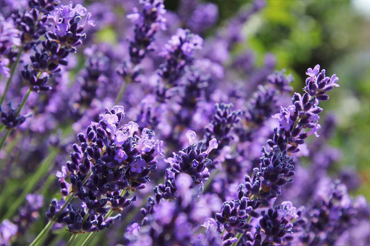 lavendel