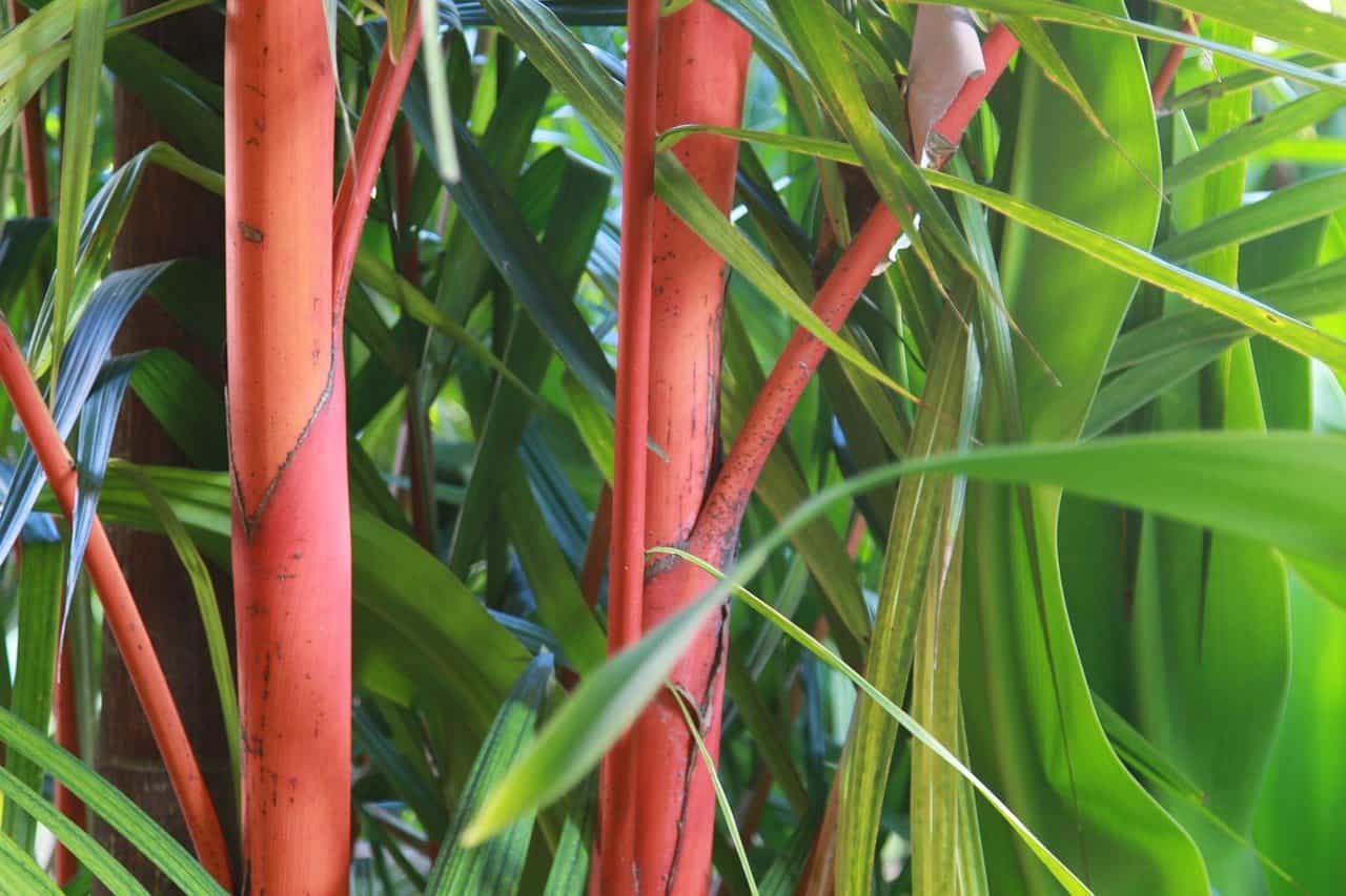 roter bambus