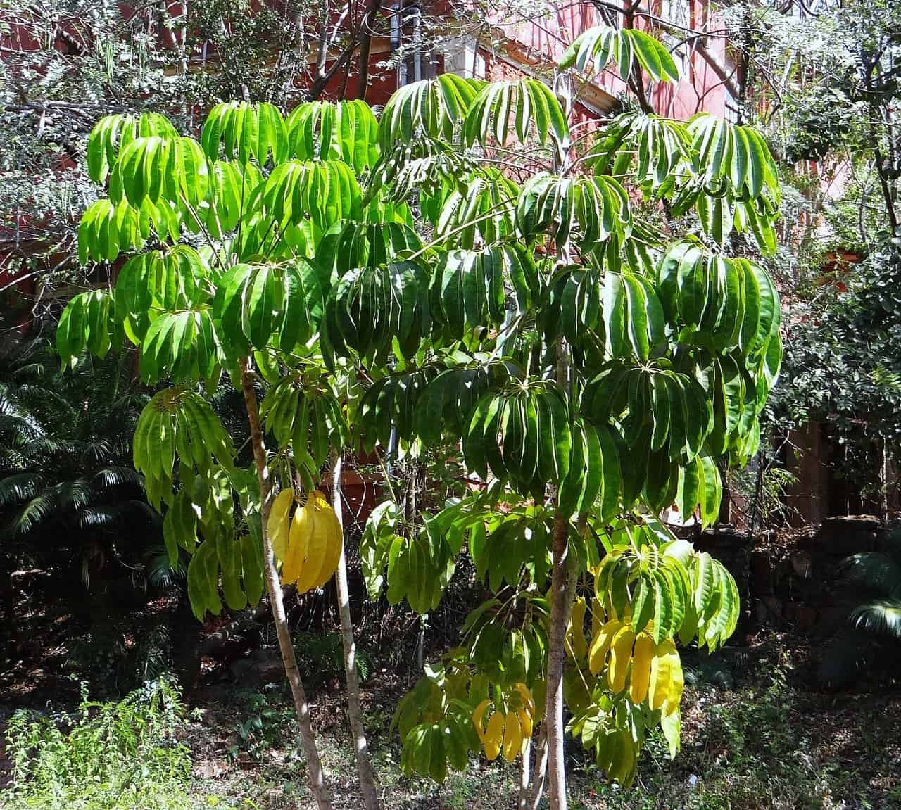 Schefflera verliert Blätter