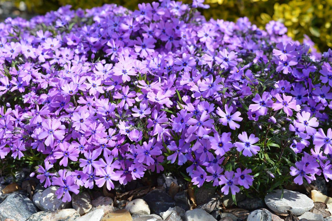 Polsterphlox