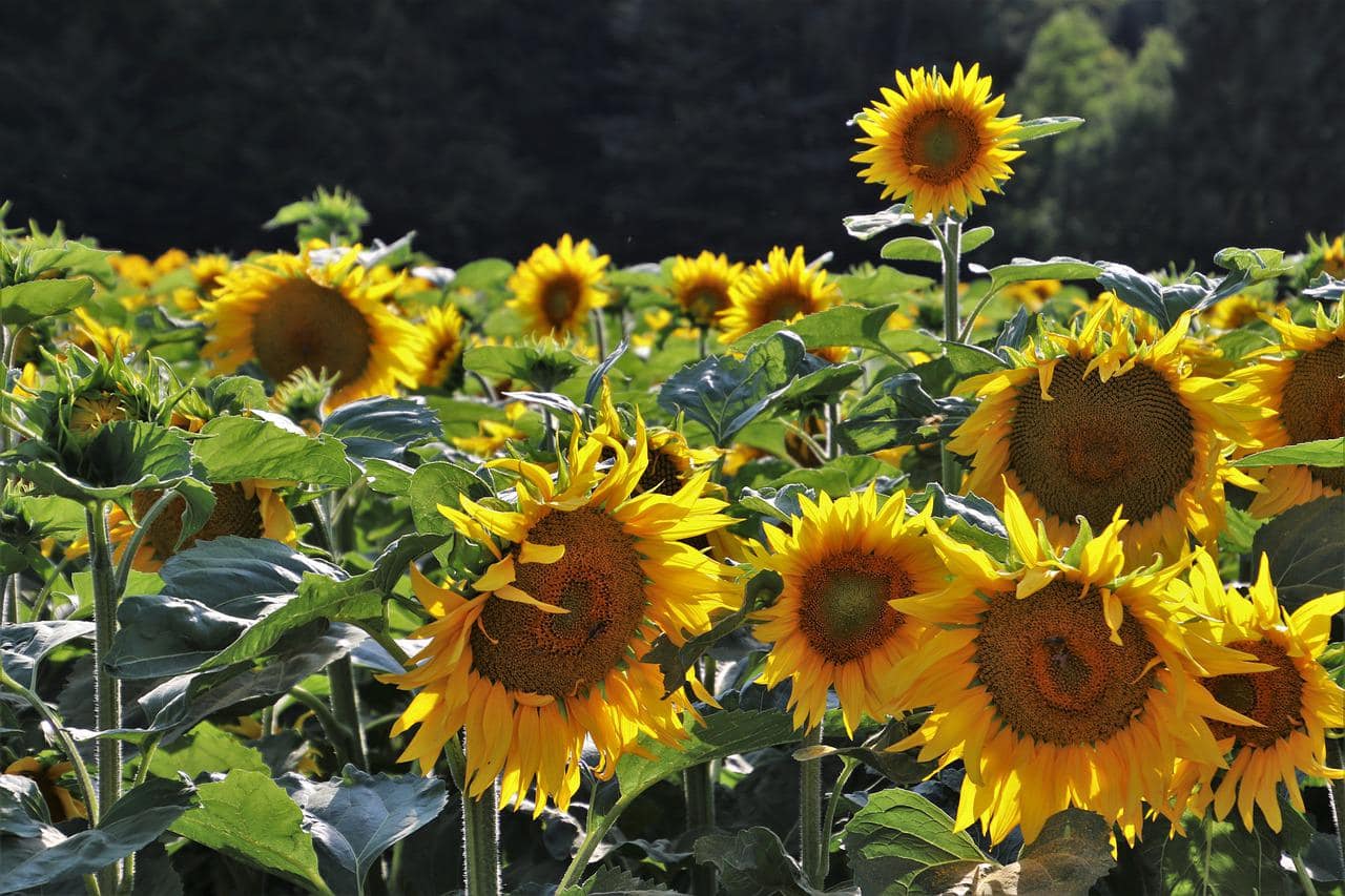 Sonnenblume Blätter