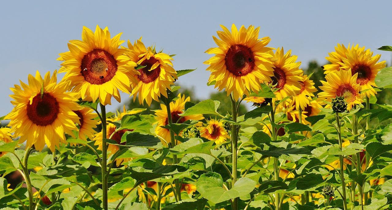 Sonnenblume Größe