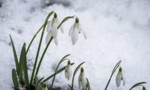 Die Blütezeit der Schneeglöckchen so sieht es aus