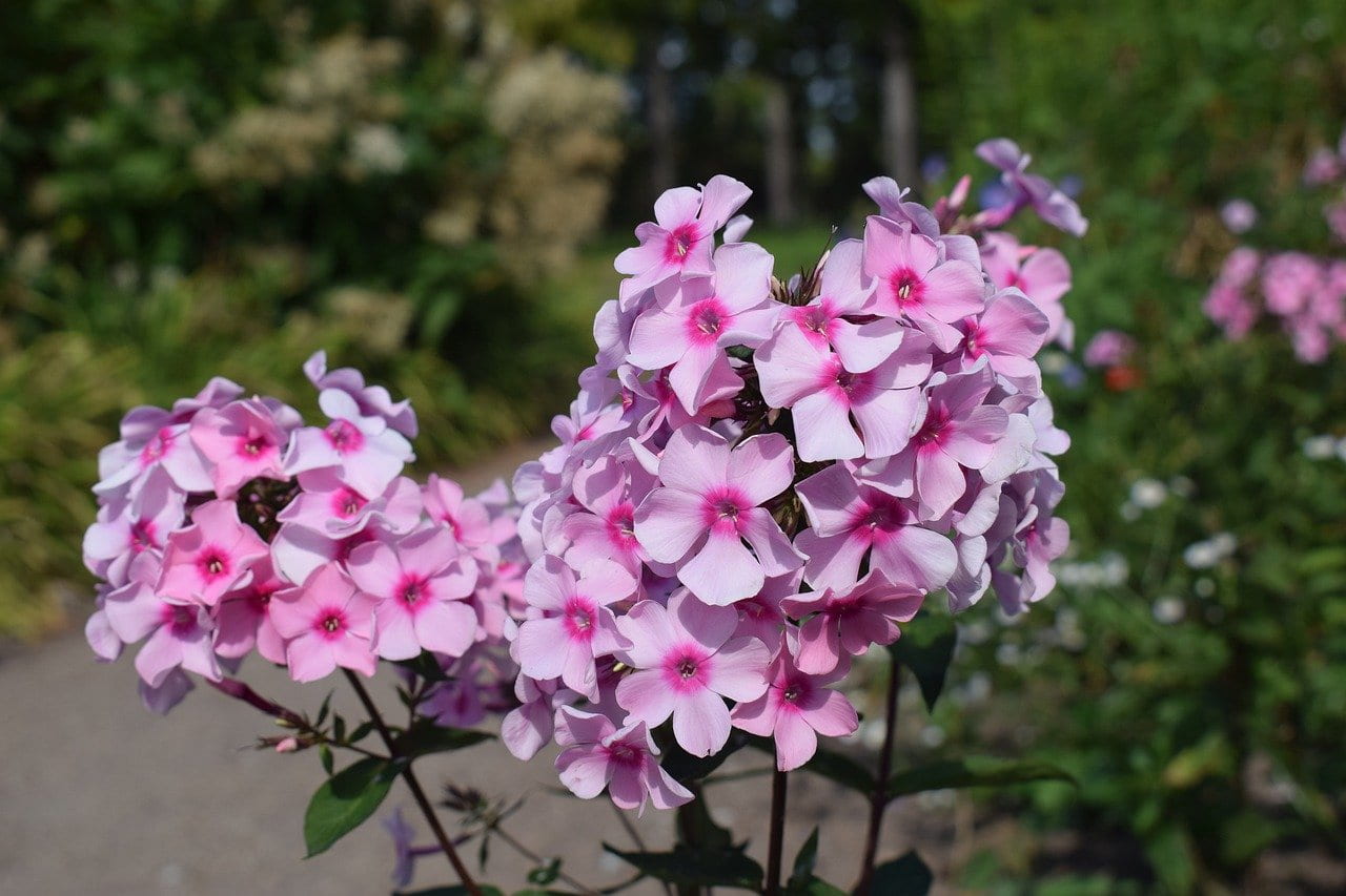 Phlox Kübel