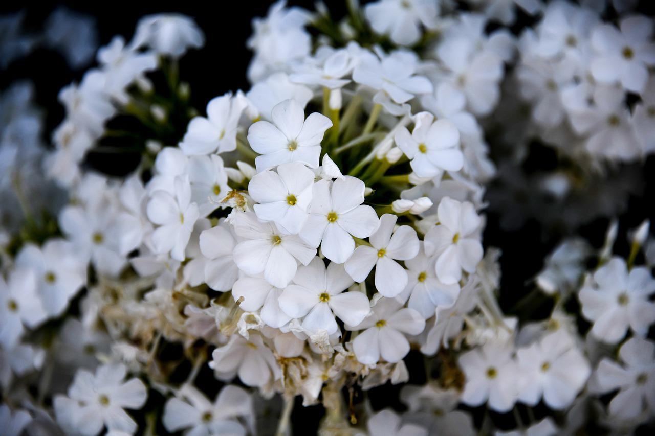 Phlox schnecken