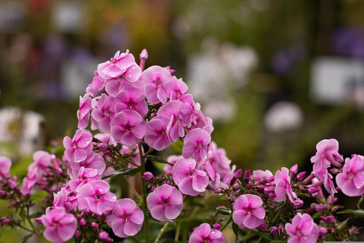 Phlox schneiden