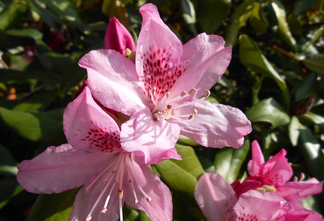 Rhododendron ausgraben