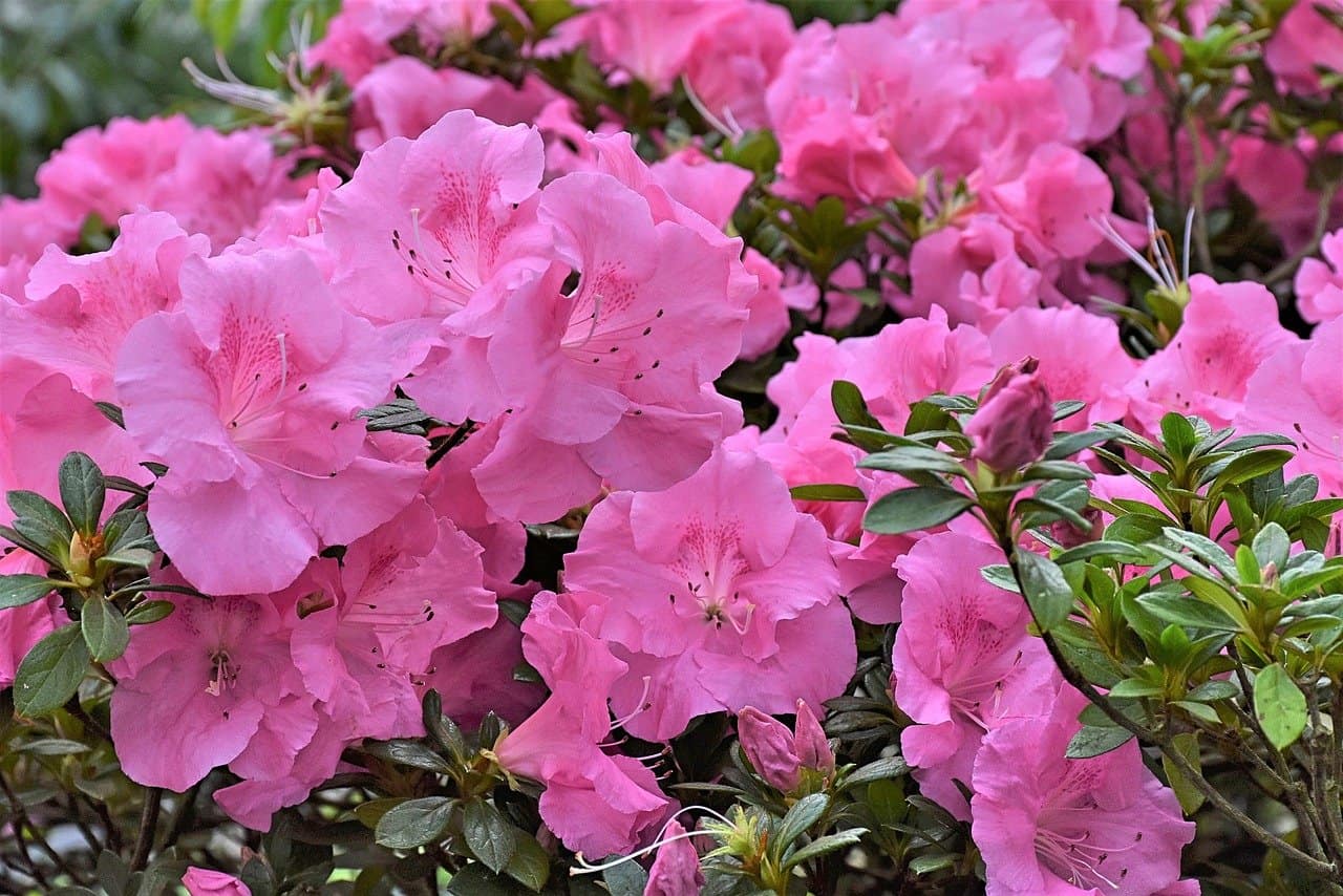 Rhododendron giftig