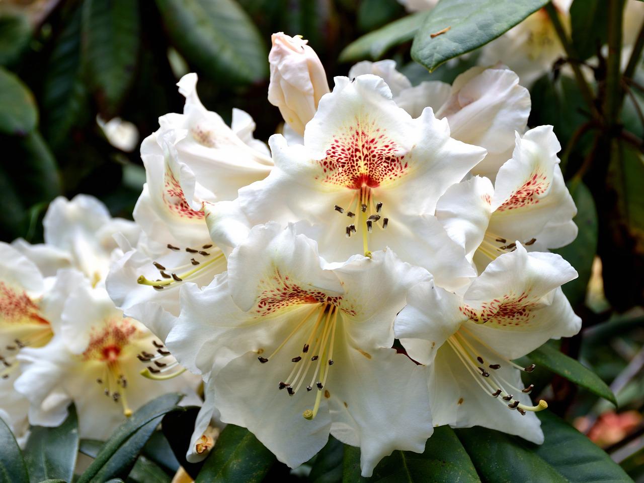 Rhododendron schädlinge