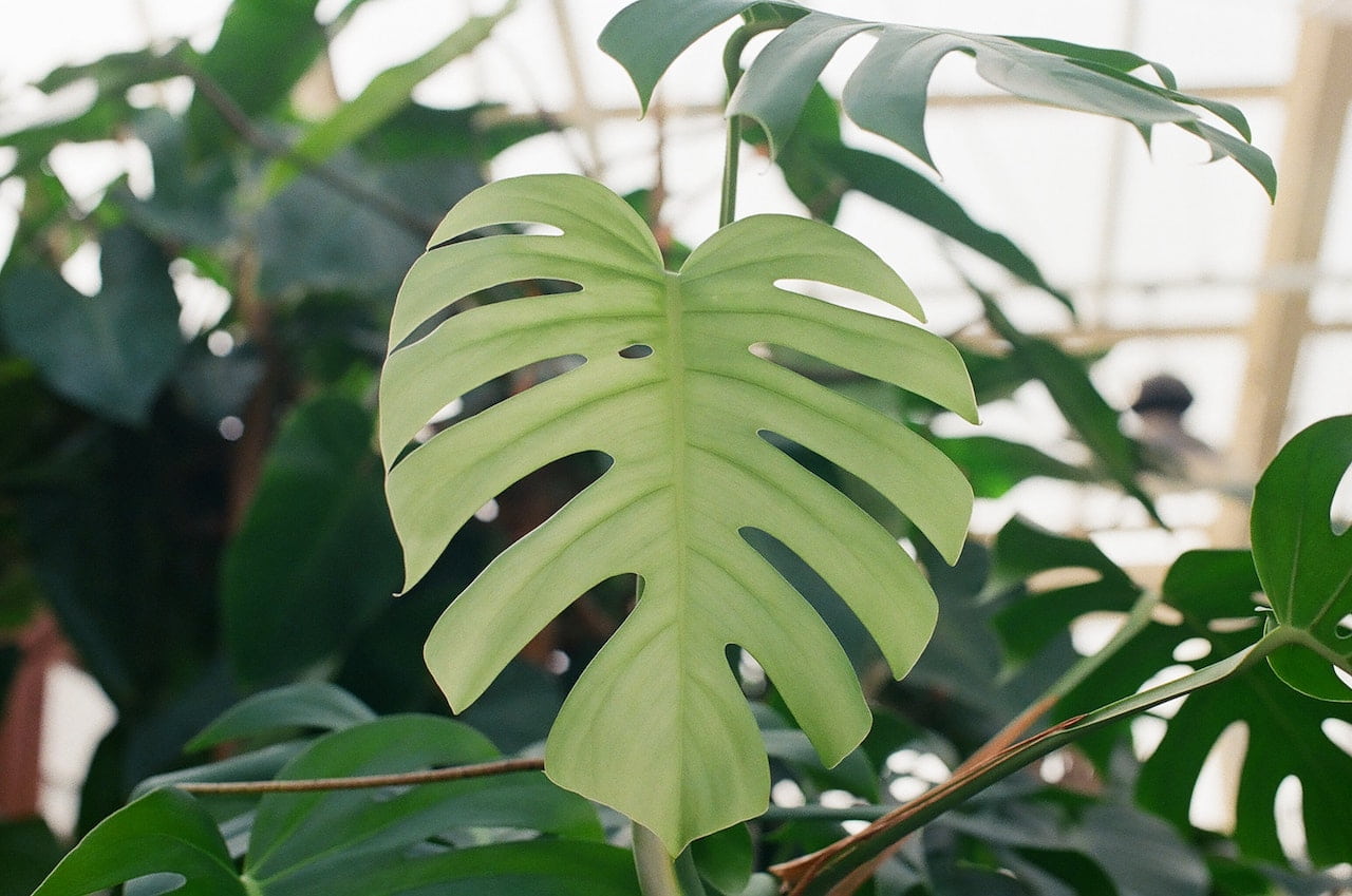 Monstera Rankhilfe