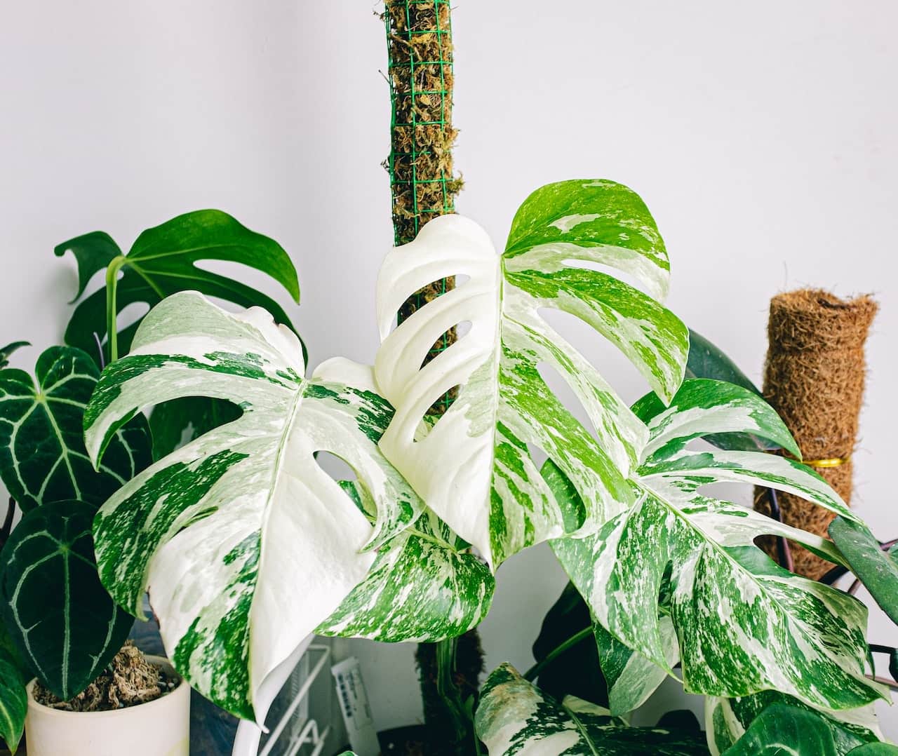 Monstera Sorten