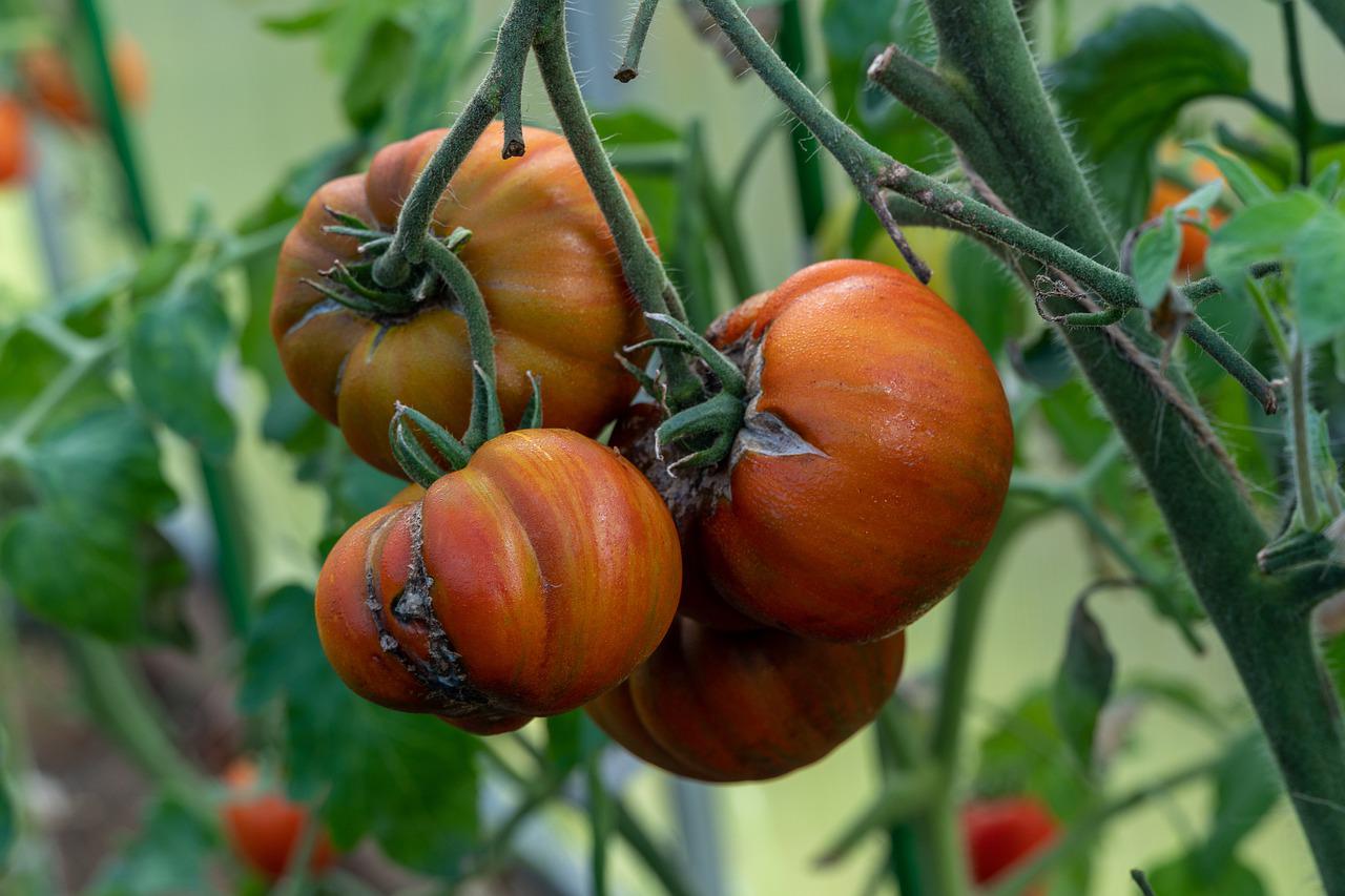 Tomatenhauben