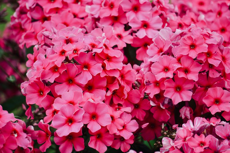 Polsterphlox