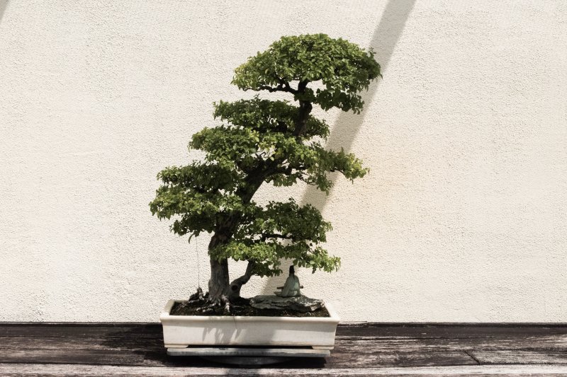 Lärchenbonsai