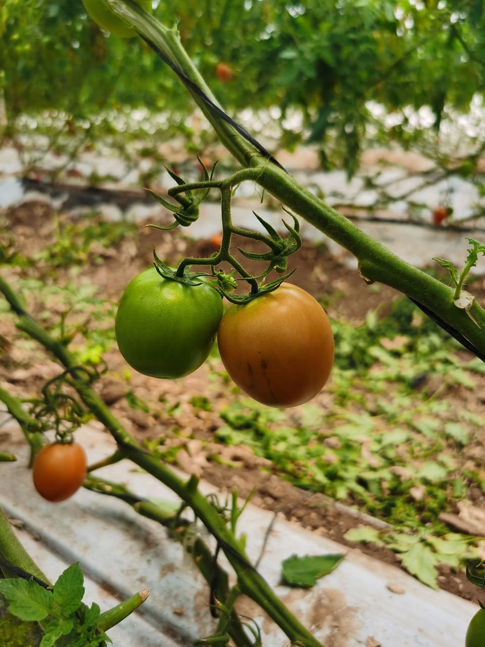 Tomaten vergeilen