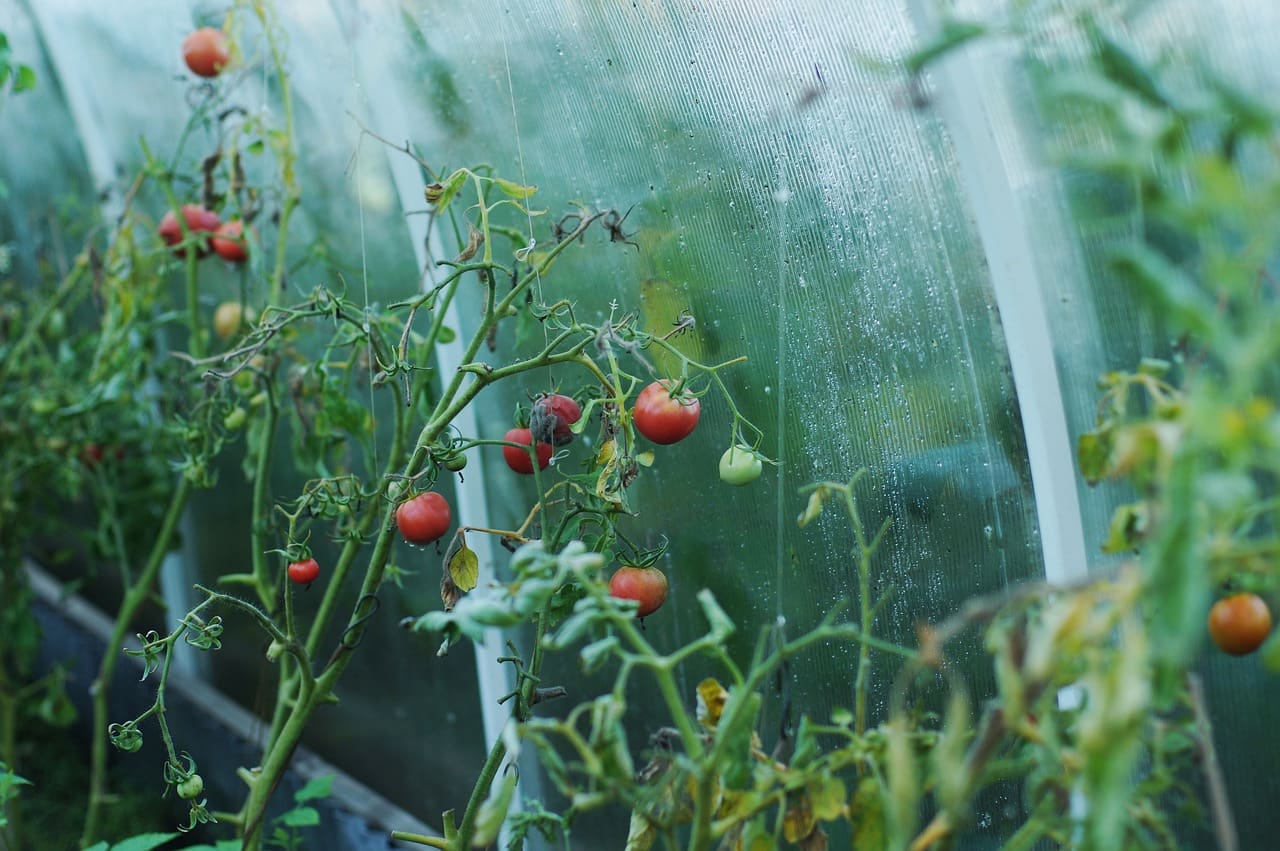 Tomaten Gewächshaus