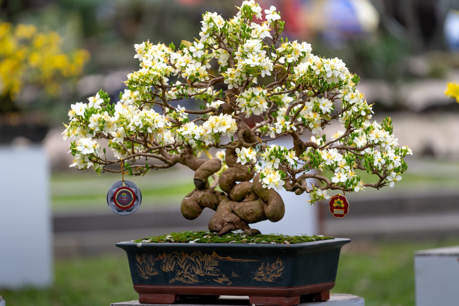 Hibiskus Bonsai pflegen und gestalten Pflanzenschule