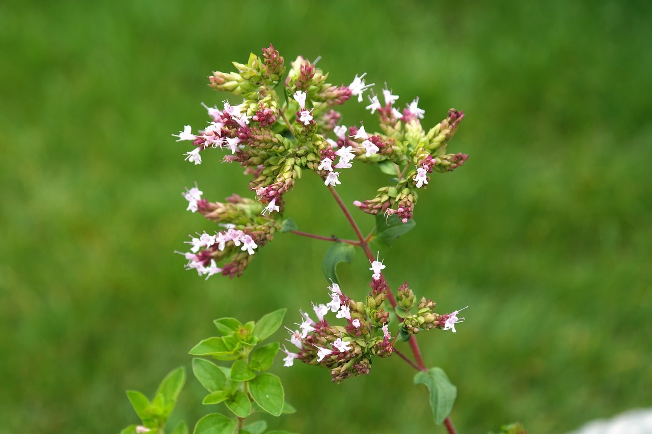 Majoran Blüten