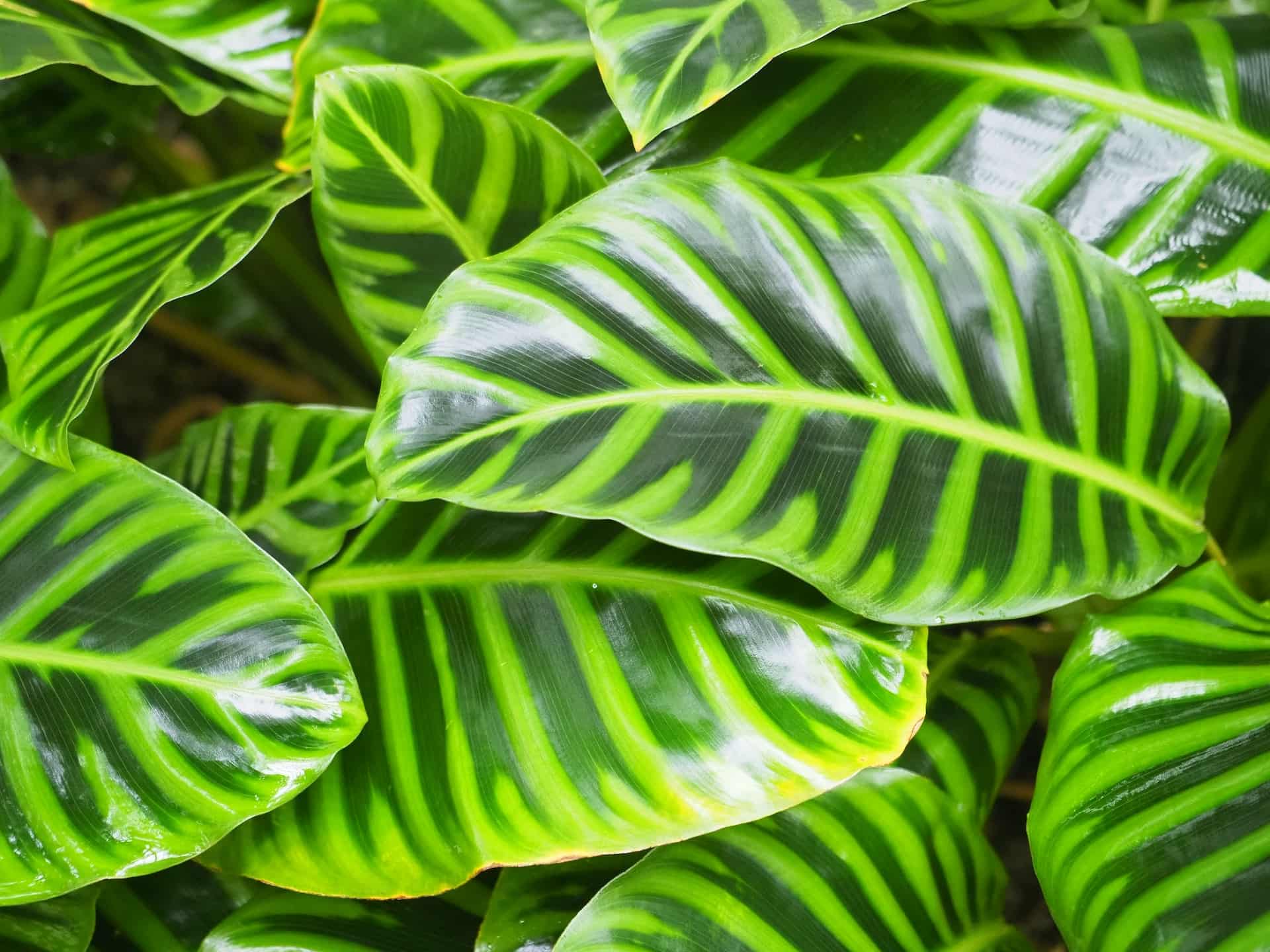 Calathea Zebrina