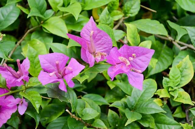 bougainvillea blüht nicht